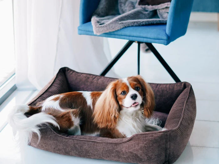 DREAMER orthopädisches Hundebett aus Möbelcord mit Handwerklich/ Höchste Funktionalität