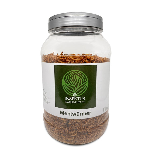 Mehlwürmer kaufen im praktischen Behälter 2.5L. -Insektus®