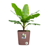 elho Greensense Aqua Care – Automatisches Bewässerungssystem für Pflanzentöpfe