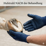 Strahlfäule beim Pferd behandeln | AnoKath® StrahlSan (schmerzfrei)