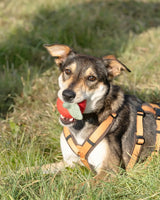 BUDDY. Hundespielzeug aus Wollfilz 