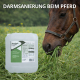 AnoKath® Liquid – Darmsanierung beim Pferd im Alltag unterstützend begleiten