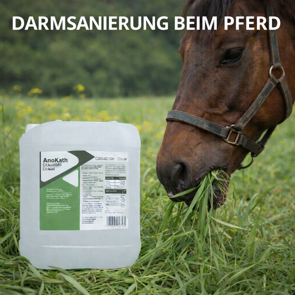 AnoKath® Liquid – Darmsanierung beim Pferd im Alltag unterstützend begleiten