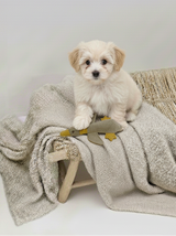 BUDDY. Hundespielzeug aus Leder 