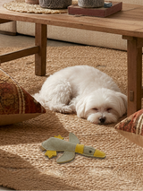 BUDDY. Hundespielzeug aus Leder 