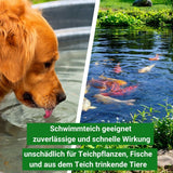 Fadenalgen Stopp Speed K - Aqua-Cereal®