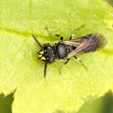 Insektenhotel aus Ahornholz