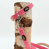 Hundehalsband-Set 