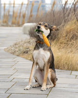 BUDDY. Hundespielzeug aus Wollfilz 