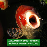 Koi Aufzuchtfutter KENKOU® Baby-Food 0,8 mm - 1,2mm  Granulat