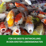 Koi Aufzuchtfutter KENKOU® Baby-Food 0,8 mm - 1,2mm  Granulat