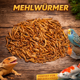 Insektus® Mehlwürmer getrocknet im Vorratsbehälter 5L.