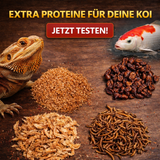 Insektus® Mehr Sorten Mix im Vorratsbehälter 2,5L.