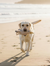 BUDDY. Hundespielzeug aus Leder 