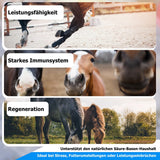 AnoKath® Liquid – unterstützende Begleitung bei Vaskulitis beim Pferd