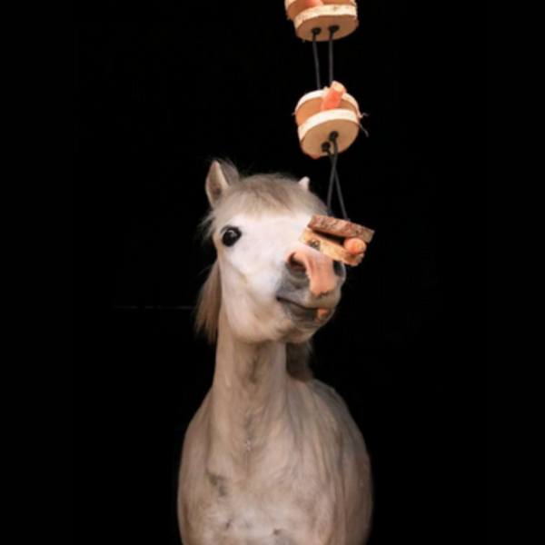 Pferdespielzeug Mini-Tarzan - Spielzeug für Pferde und Ponys gegen Langeweile - Pferdebeschäftigung
