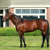 AnoKath® LEG 50 Rotlichtglocke Pferd – 2 Stück, Rot & Infrarot