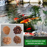 Seidenraupen von Insektus®  im Vorratsbehälter 2.5L.