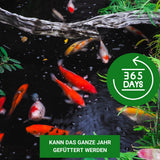 KENKOU Spirulina Pulver – Die natürliche Futterveredelung für gesunde, farbenfrohe Koi