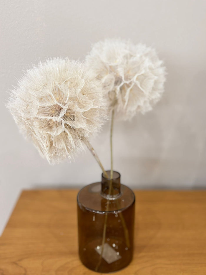 Pusteblume getrocknet einzeln - Outlet