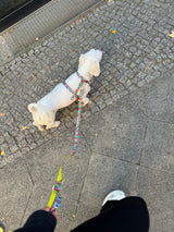 Hundegeschirr Ethnic-Vibrance