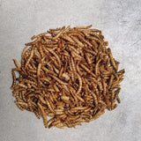 Mehlwürmer kaufen im praktischen Behälter 2.5L. -Insektus®