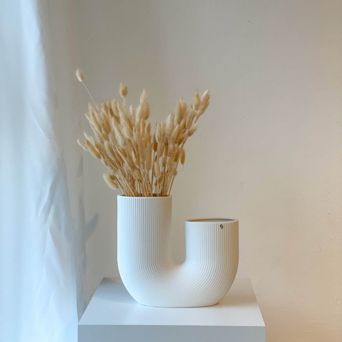 Lagurus | Samtgras | Hasenschwanz 60cm