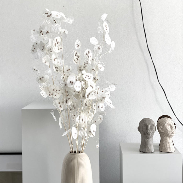 Lunaria: zartes Schimmern für Dein individuelles Trockenblumen-Arrangement