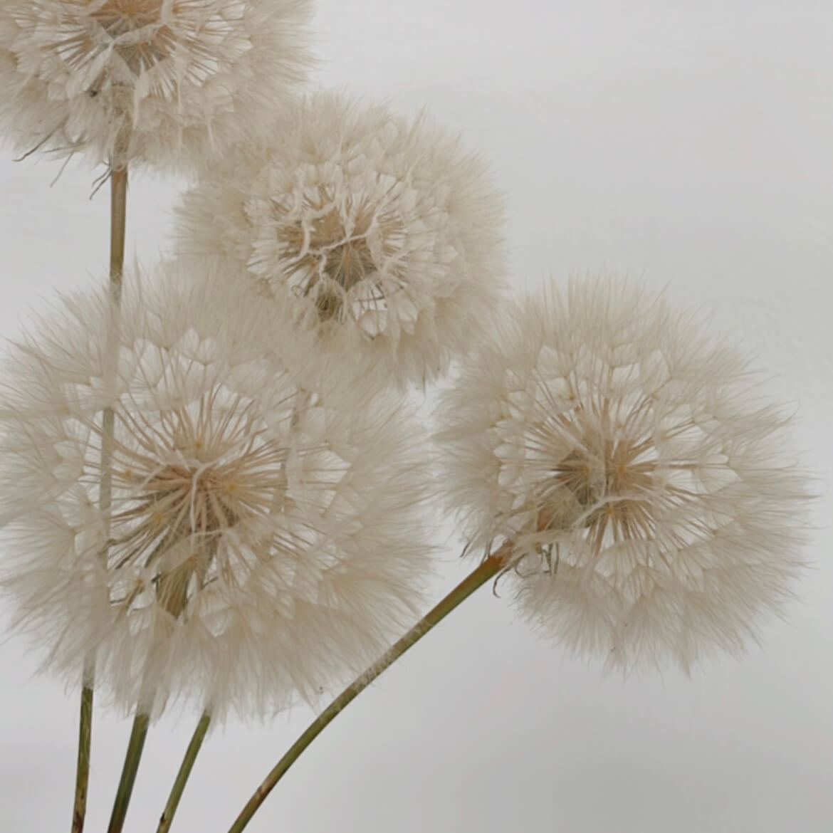Pusteblume getrocknet einzeln