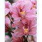 Mairol Orchideendünger