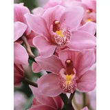 Mairol Orchideendünger