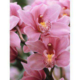 Mairol Orchideendünger
