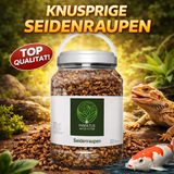 Insektus® Seidenraupen im Vorratsbehälter 5L.