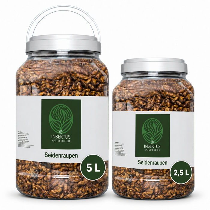 Insektus® Seidenraupen im Vorratsbehälter 5L.