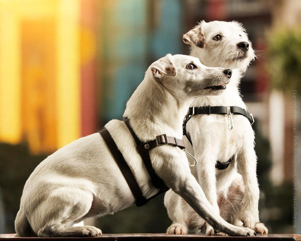 Vorderführgeschirr STURMFREI® Saver (16 mm) – höhenverstellbar aus BioThane® - Extra-Sicherung