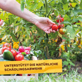 Solabiol Grundstoff Urtica Konzentrat 1 l Pilzabwehr 2-in-1