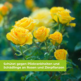 Curamat AZ Rosen-Pilzfrei vorbeugend und heilend